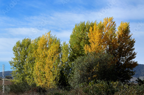 landscape with poplars