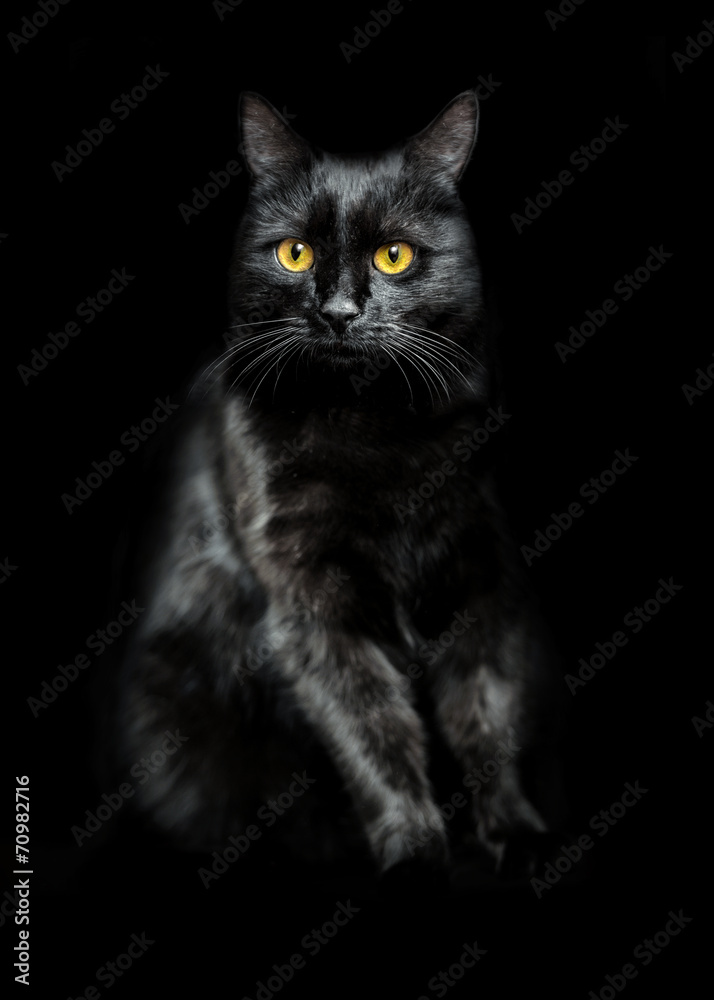 black cat on black