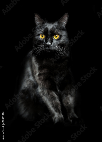 black cat on black