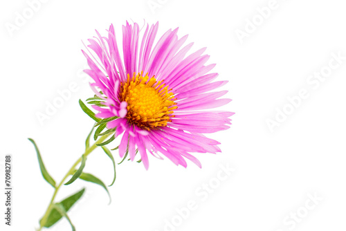 magenta chrysanthemum