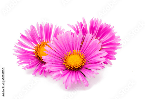 magenta chrysanthemum