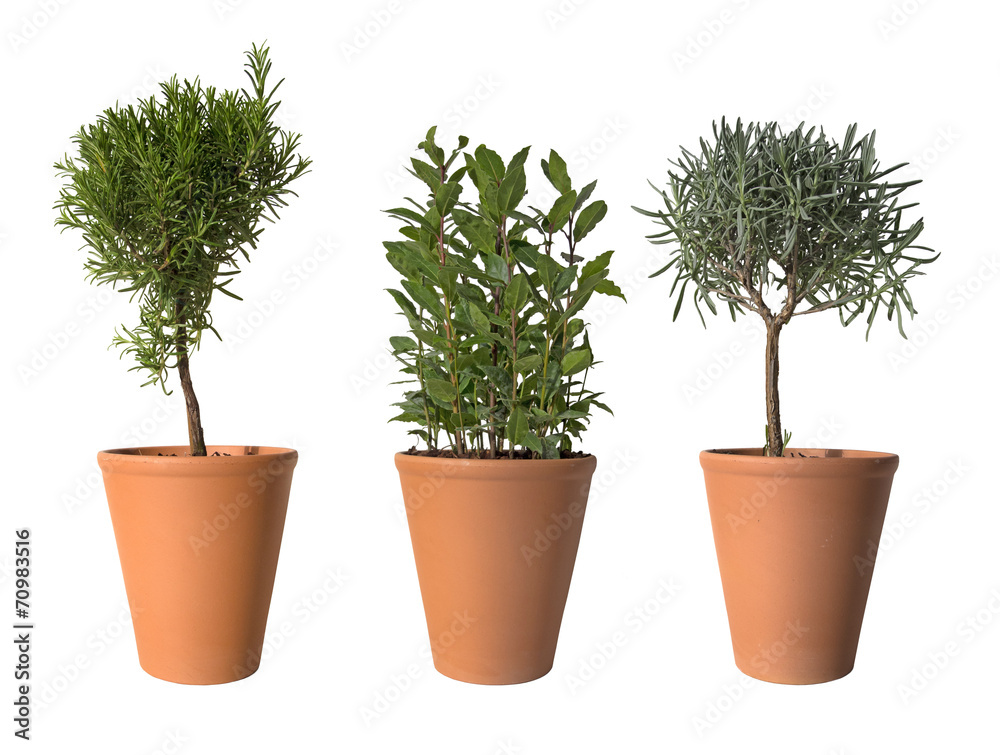 Rosmarin, Lorbeer und Lavendel Rosmarin, Lorbeer und Lavendel