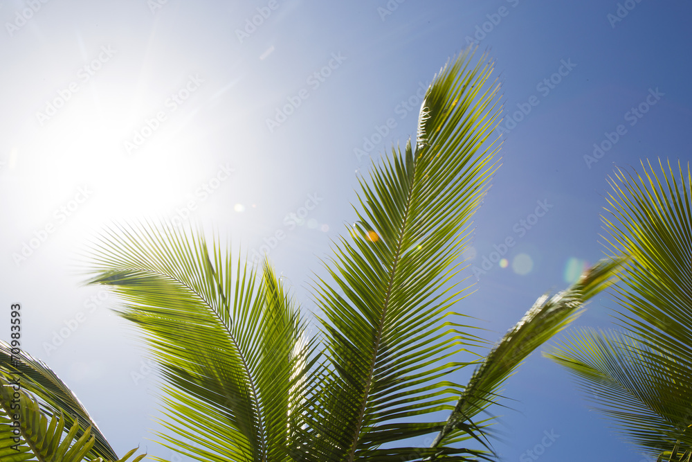 Fototapeta premium Beautiful palm trees