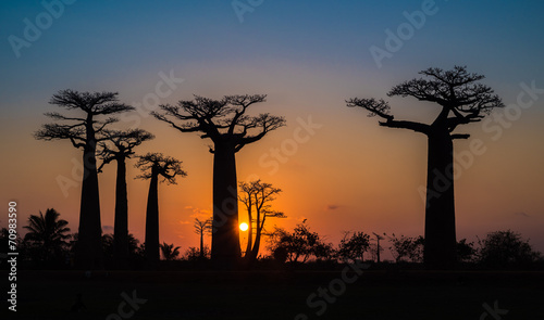 Sunset over Alley of the baobabs, Madagascar.