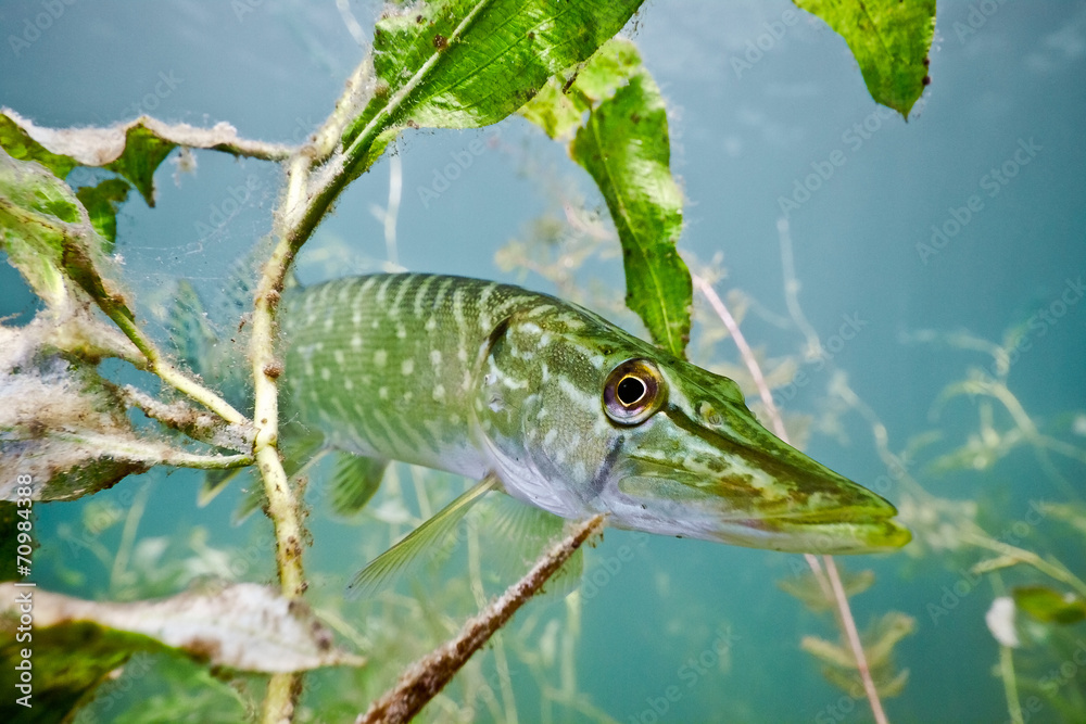 Pike on the plants background