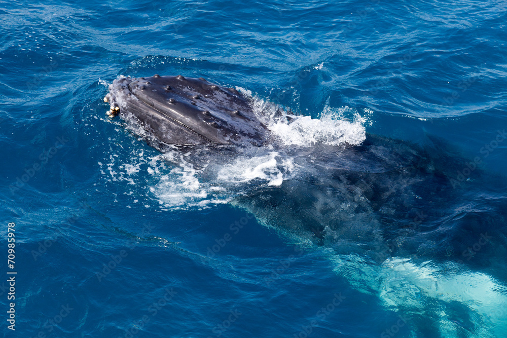 Naklejka premium Whale in Hervey Bay