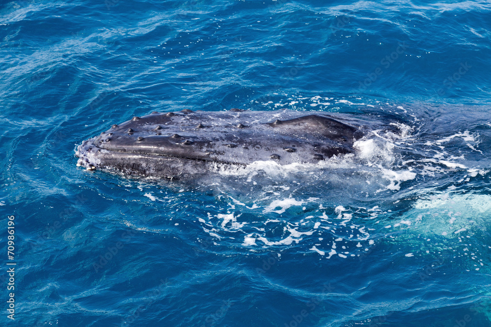 Naklejka premium Whale in Hervey Bay