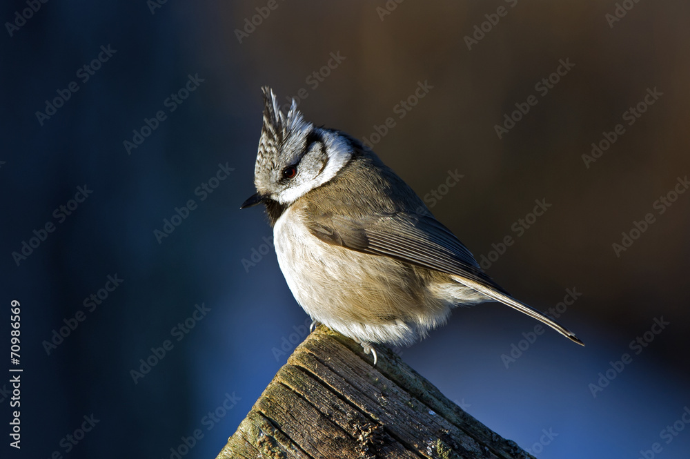 Fototapeta premium A closeup of the Crested Tit in the Sun