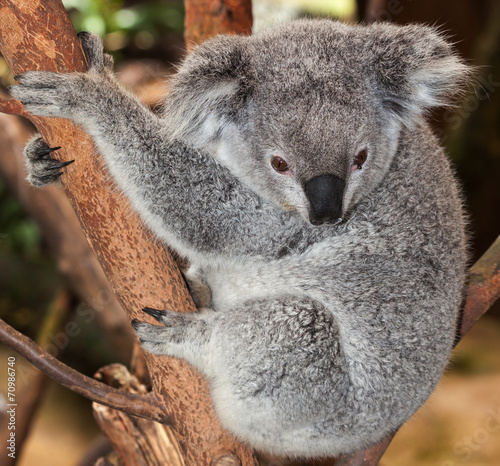 Adult  Koala