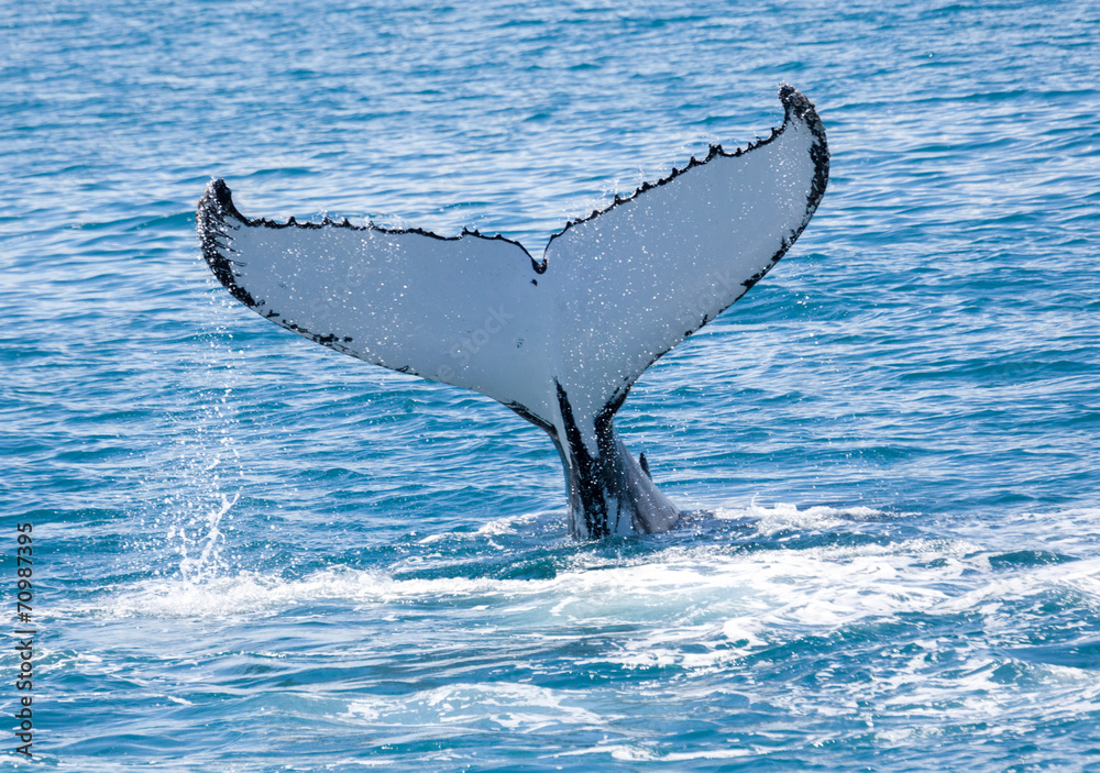 Fototapeta premium whale Hervey Bay Australia