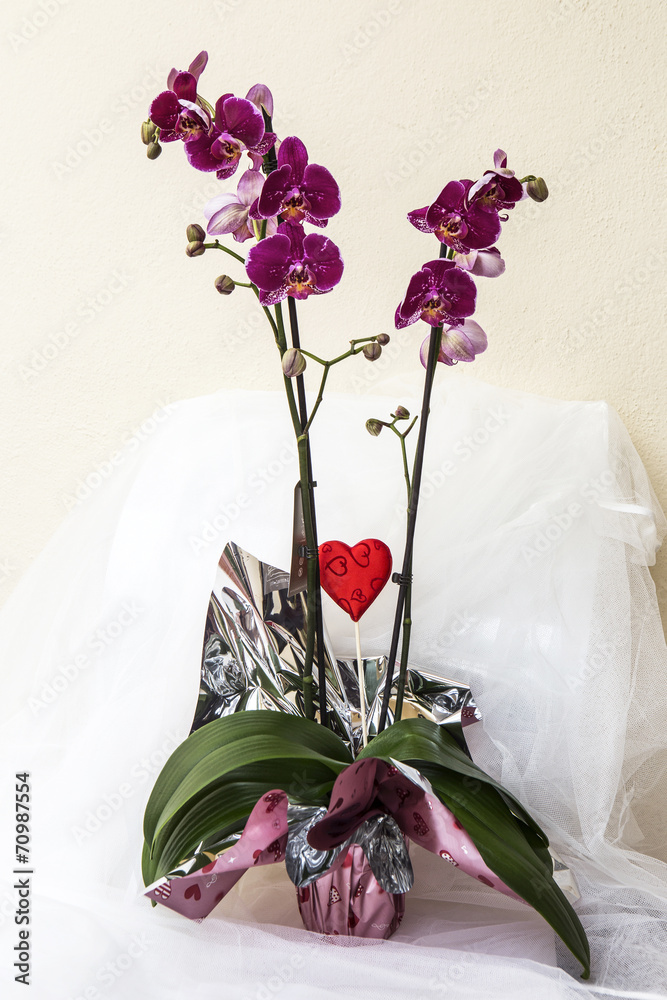 Bouquet de orquideas Stock Photo | Adobe Stock