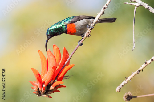 A wild Greater Double-Collared Sunbird feeding on a red flower