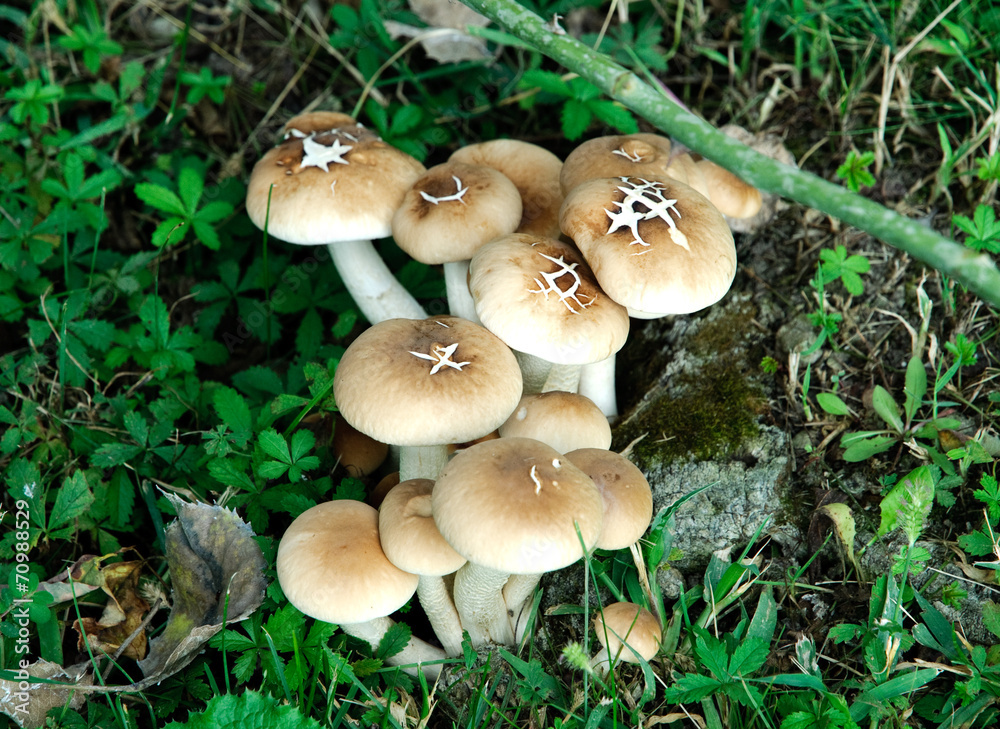 Funghi prataioli Funghi prataioli