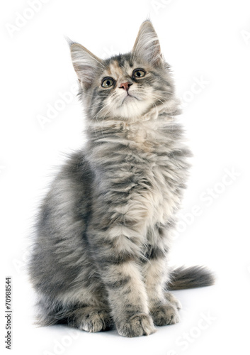 maine coon kitten