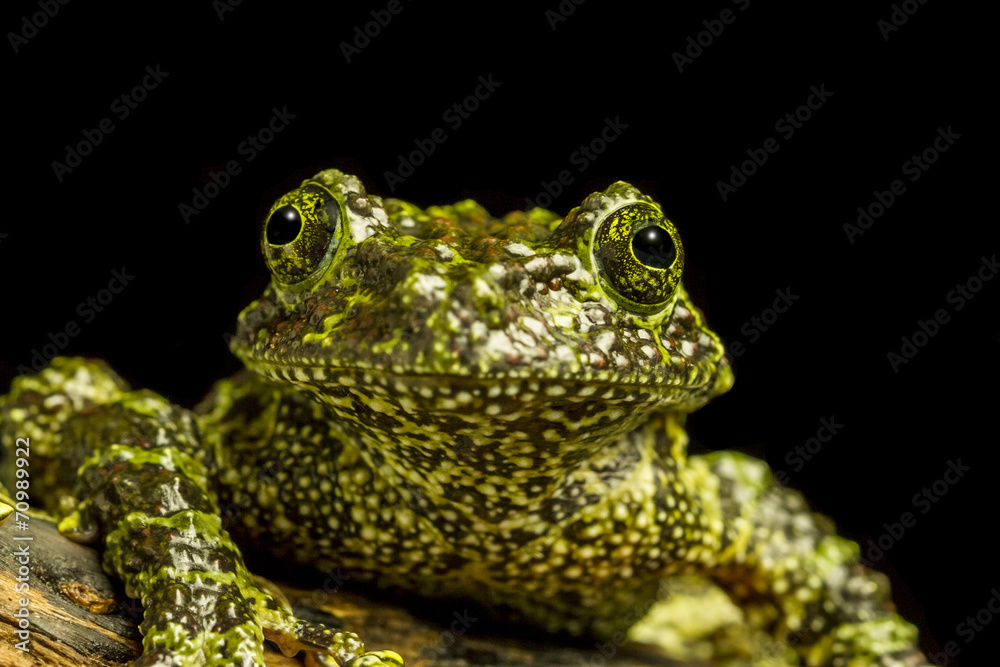 Fototapeta premium Close up of Mossy Frog (Theloderma corticale) staring at camera