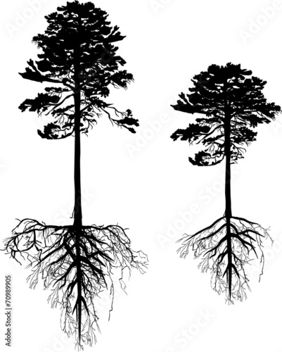 isolated two high black pines with roots