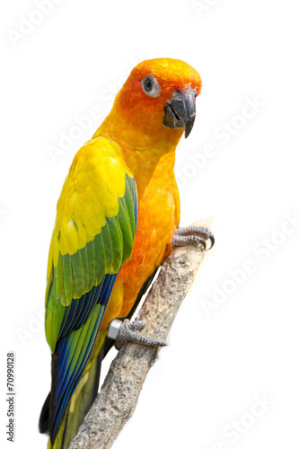 sunconure bird