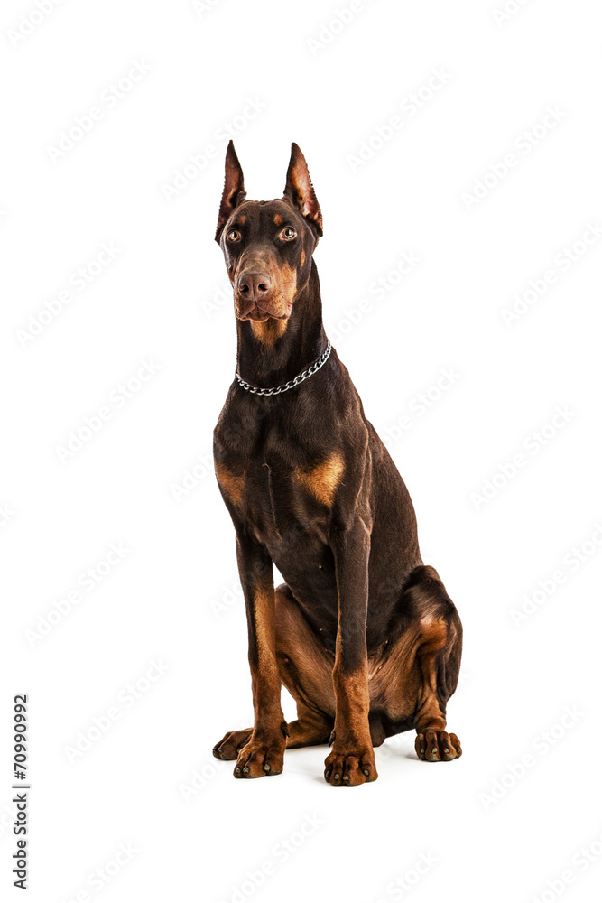 Fototapeta premium Doberman on white background