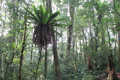 Mt.Kerinci tropical forest  Sumatra Island  Indonesia