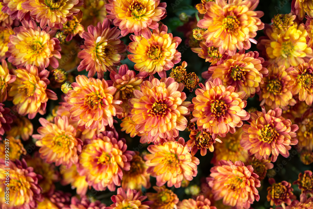 Chrysanthemenblüten-Hintergrund Chrysanthemenblüten-Hintergrund