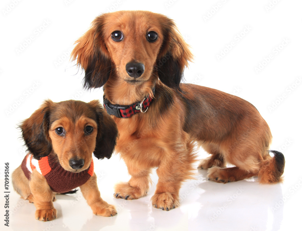 Dachshund dogs