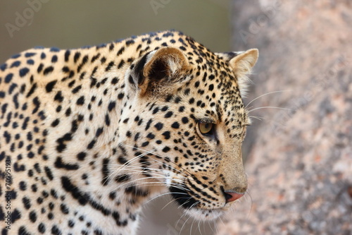 African Leopard