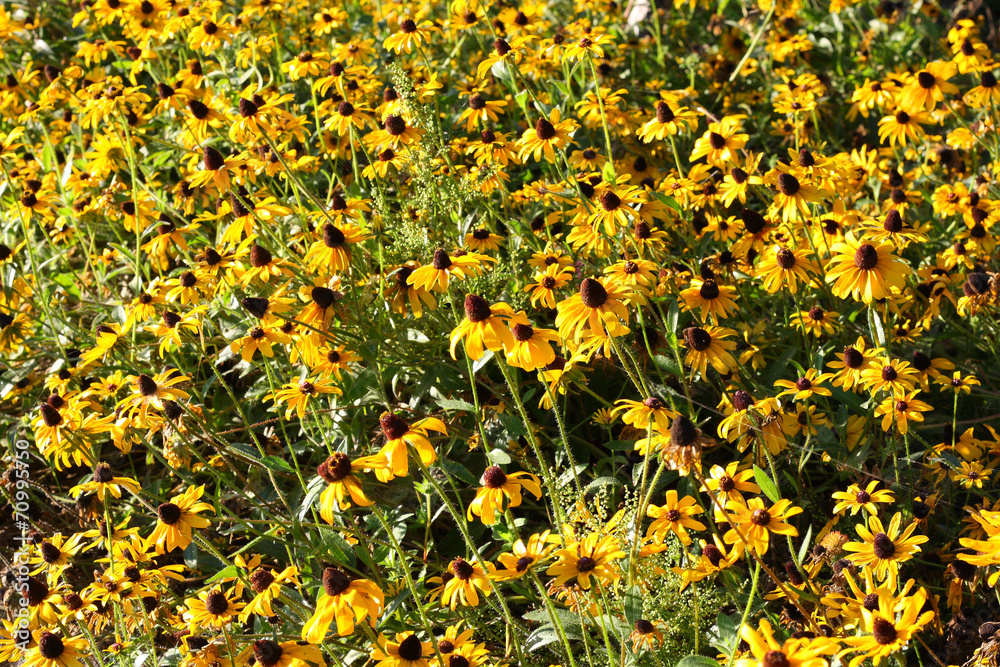 Obraz premium yellow flowers