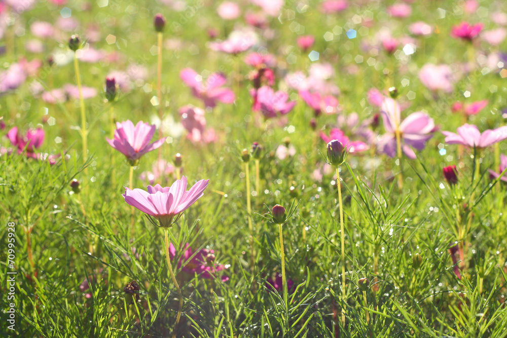 cosmos flowers cosmos flowers