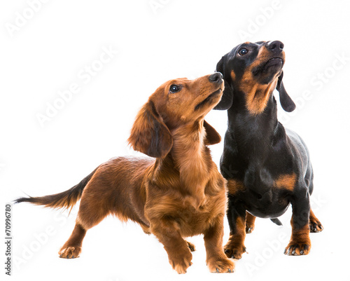 dogs breed dachshund