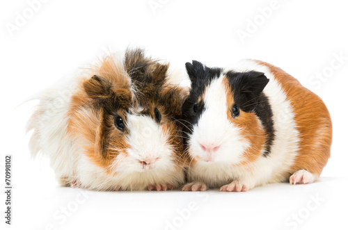 Pair of cute guinea pigs