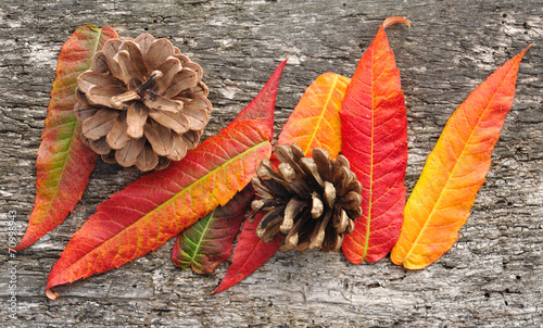 feuilles d'automne et pommes de pin