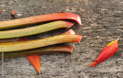 rhubarbe et feuilles d'automne