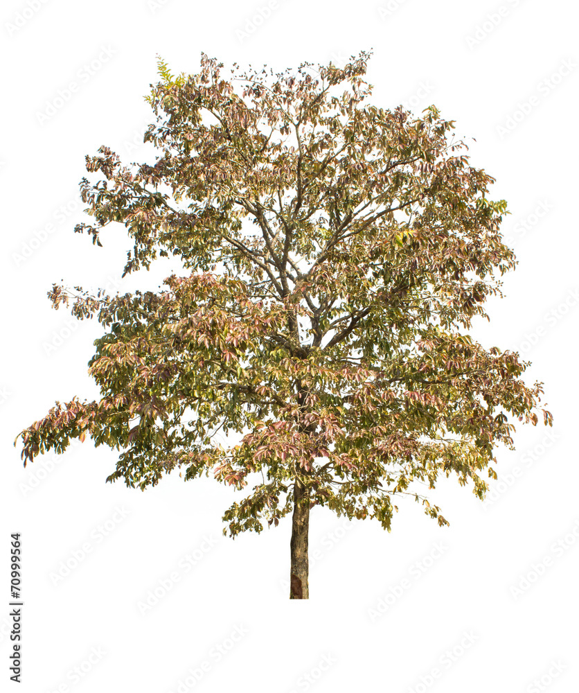 Lagerstroemia ,tropical tree isolated on white background