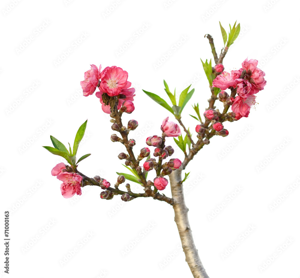 Obraz pink blossoms