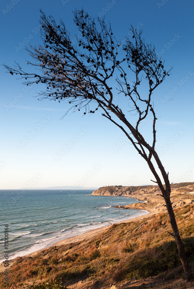 Dry pine tree on the coast of Gibraltar strait in Morocco
