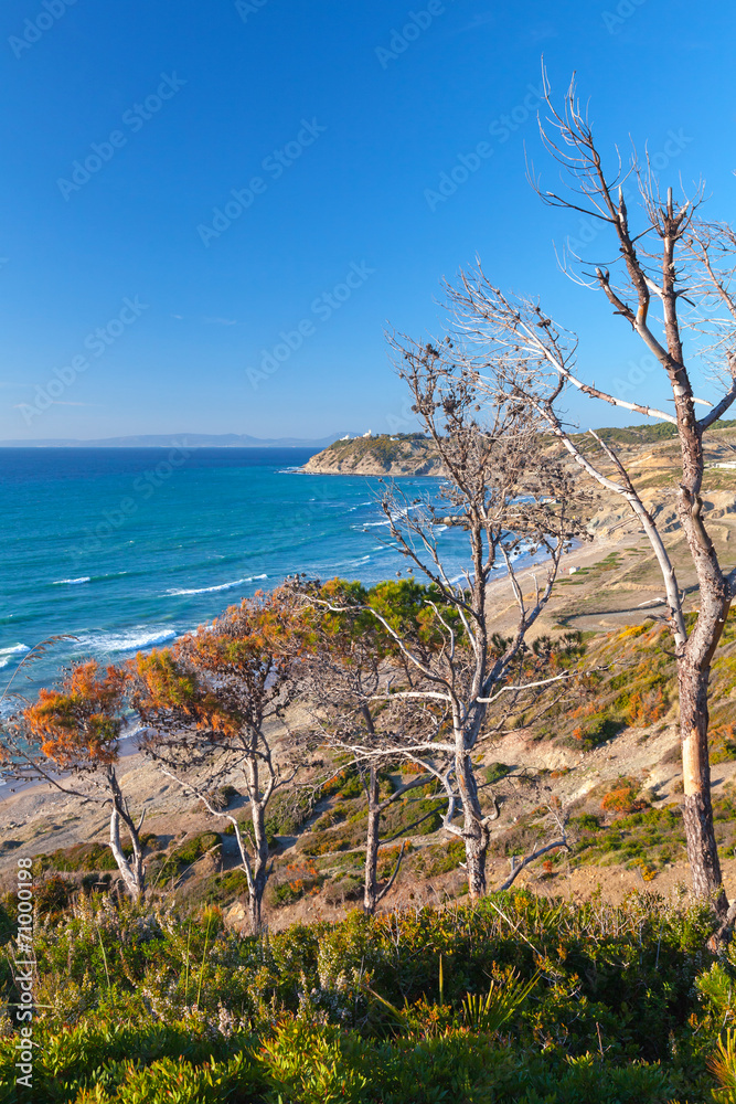 Gibraltar strait, Morocco. Dry pine trees on rocky coast Gibraltar strait, Morocco. Dry pine trees on rocky coast