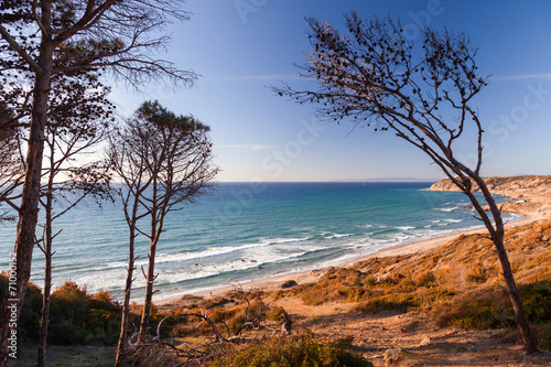 Dry pine trees on the coast of Gibraltar strait in Morocco