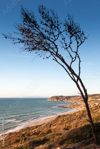 Dry pine tree on the coast of Gibraltar strait in Morocco