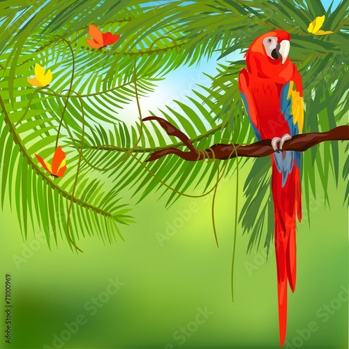rainforest and parrot