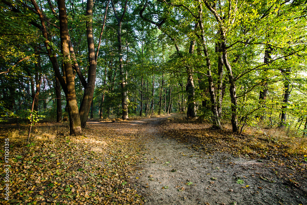 Naklejka premium Beautiful morning in the misty autumn forest with sun rays 