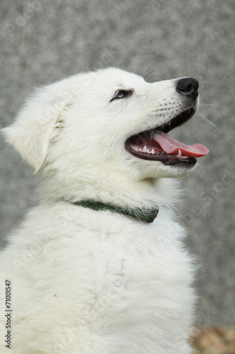 Beautiful puppy of White Swiss Shepherd Dog © Zuzana Tillerova