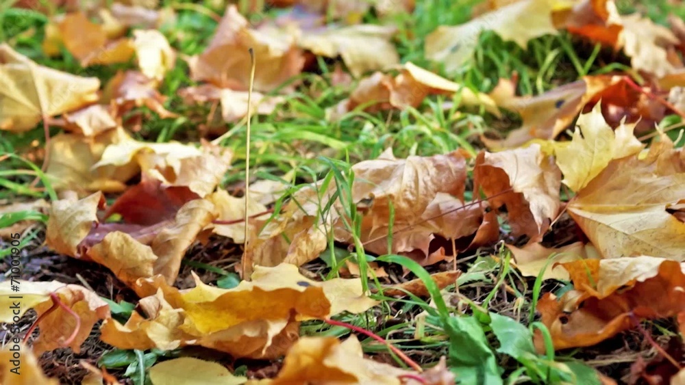 Maple leaves on the ground in autumn Maple leaves on the ground in autumn