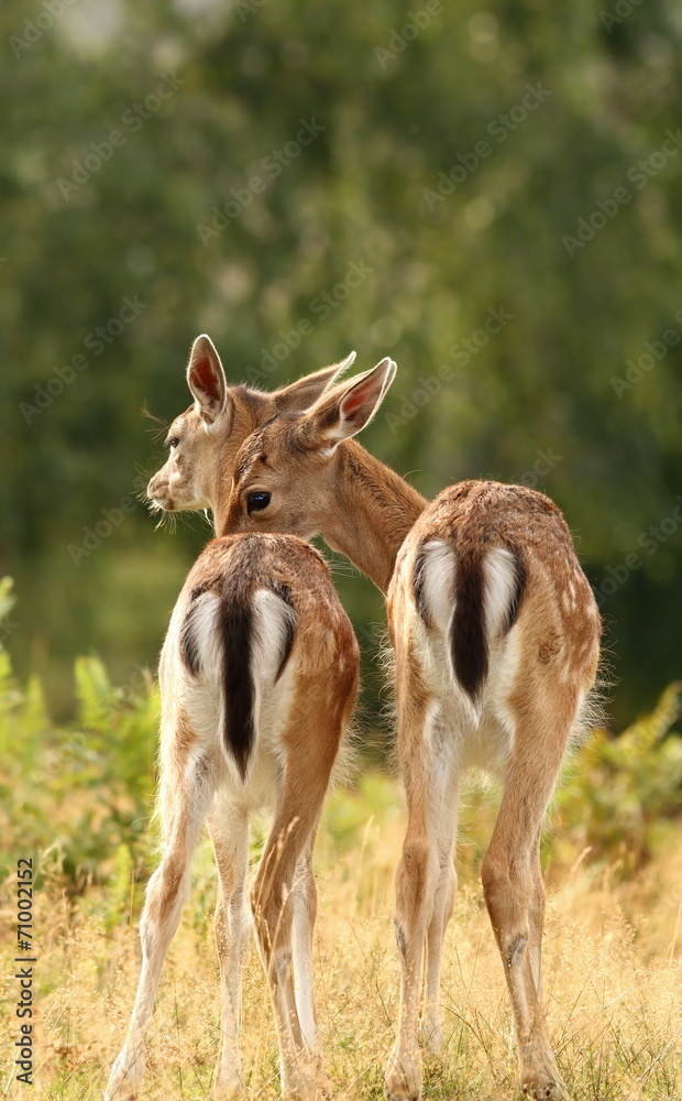 deer brothers deer brothers