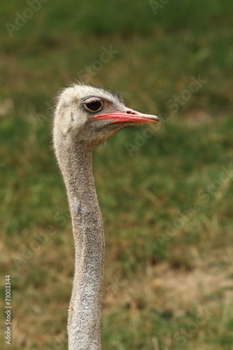 ostrich long neck