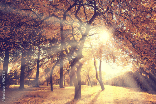 light rays fall landscape trees