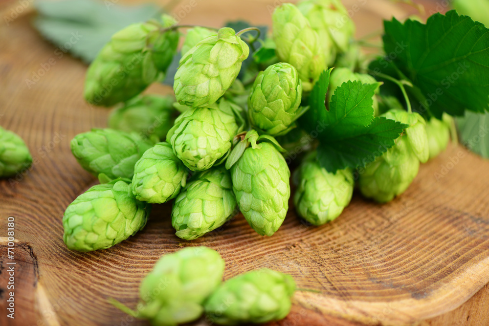 Hopfen Hopfen
