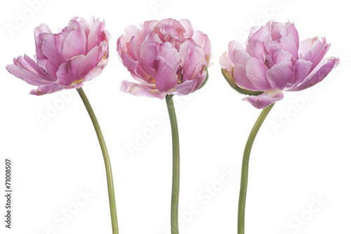 Fototapeta Naklejka Na Ścianę i Meble -  tulip