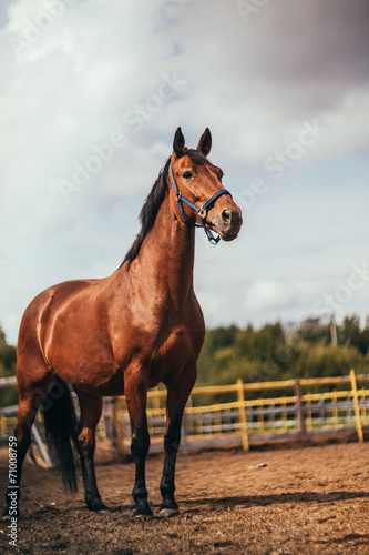 horse in the paddock, Outdoors, rider