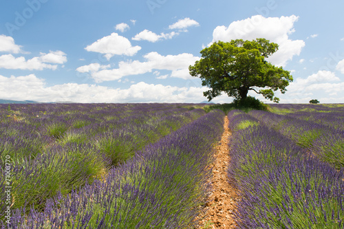 French Lavender fields