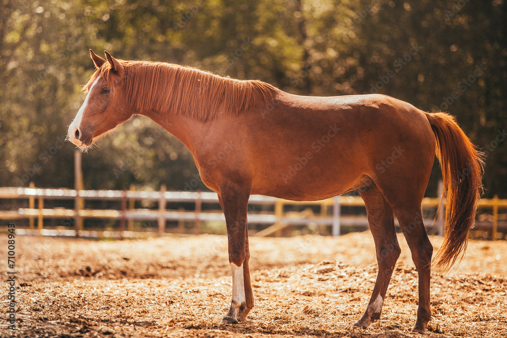 Fototapeta premium horse in the paddock, Outdoors, rider
